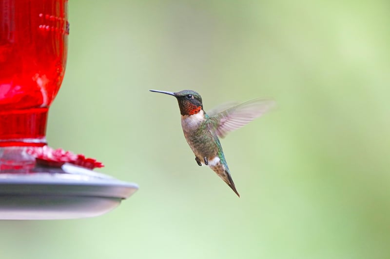 Hummingbird Feeders