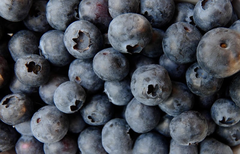 Blueberry Bushes